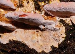 Rhodofomitopsis lilacinogilva image