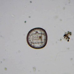 Campylodiscus clypeus