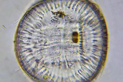 Campylodiscus clypeus