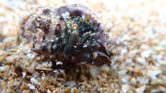 Pagurus angustus