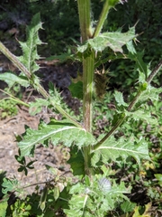 Cirsium edule