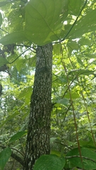 Cornus florida