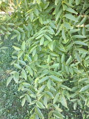 Juglans × intermedia