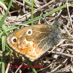 Coenonympha corinna