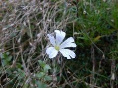 Dichodon cerastoides