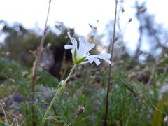 Dichodon cerastoides