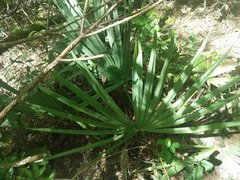 Sabal minor