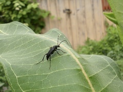 Typocerus lugubris