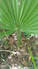 Sabal minor