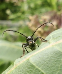 Typocerus lugubris