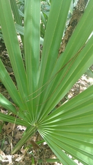 Sabal minor