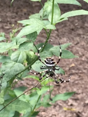 Argiope argentata image
