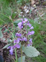 Nepeta grandiflora