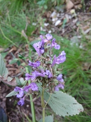 Nepeta grandiflora