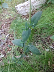 Nepeta grandiflora