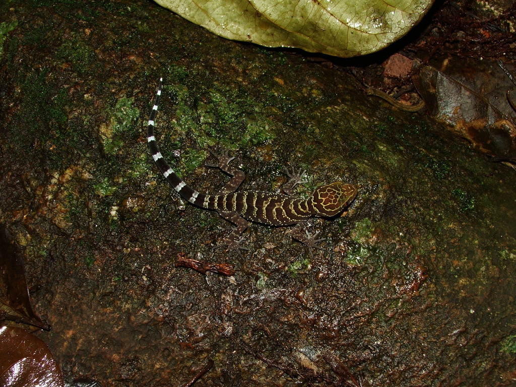 Doi Suthep Bent-Toed Gecko