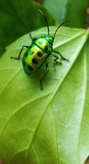 Chrysocoris purpureus