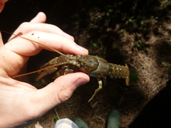 Austropotamobius torrentium