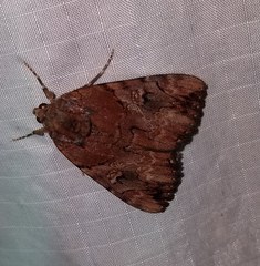 Catocala muliercula