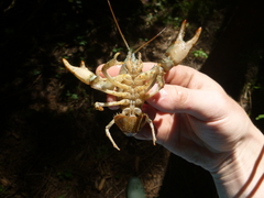 Austropotamobius torrentium