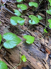 Aristolochia macrophylla