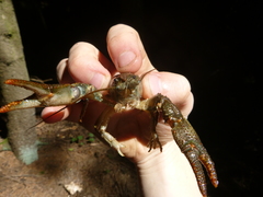 Austropotamobius torrentium