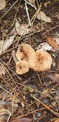 Lactarius rimosellus