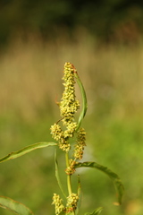 Rumex transitorius