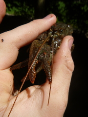 Austropotamobius torrentium