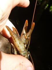 Austropotamobius torrentium