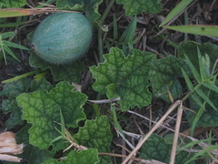 Trichosanthes scabra