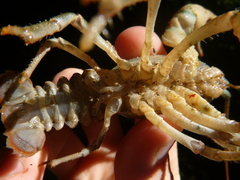 Austropotamobius torrentium