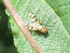 Melieria crassipennis