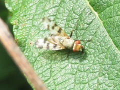 Melieria crassipennis