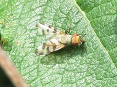 Melieria crassipennis
