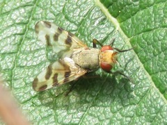 Melieria crassipennis