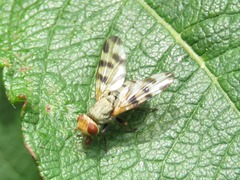 Melieria crassipennis