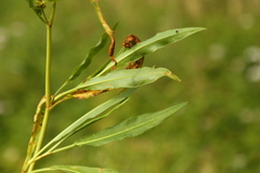 Rumex transitorius