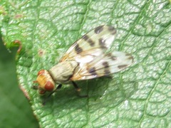 Melieria crassipennis