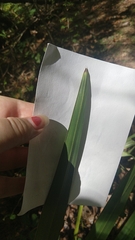 Sabal minor