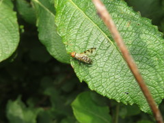 Melieria crassipennis