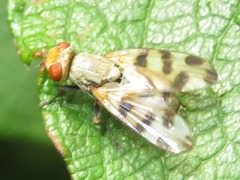 Melieria crassipennis
