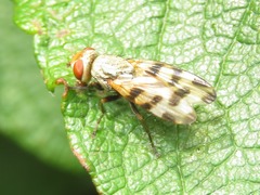 Melieria crassipennis