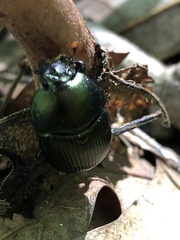 Geotrupes splendidus