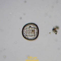 Campylodiscus clypeus