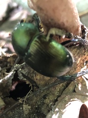 Geotrupes splendidus