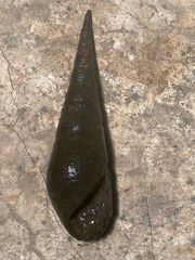 Thiaridae