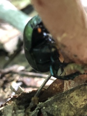 Geotrupes splendidus