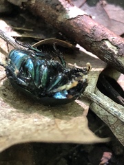Geotrupes splendidus