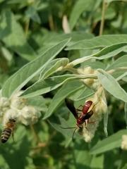 Poecilopompilus algidus